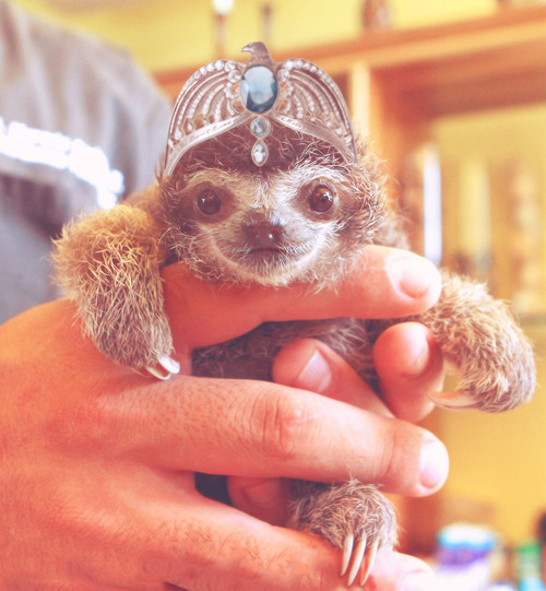sloth