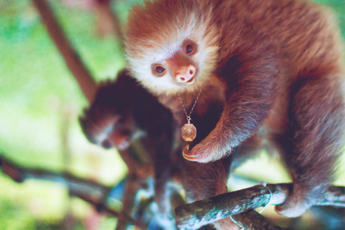 sloth2