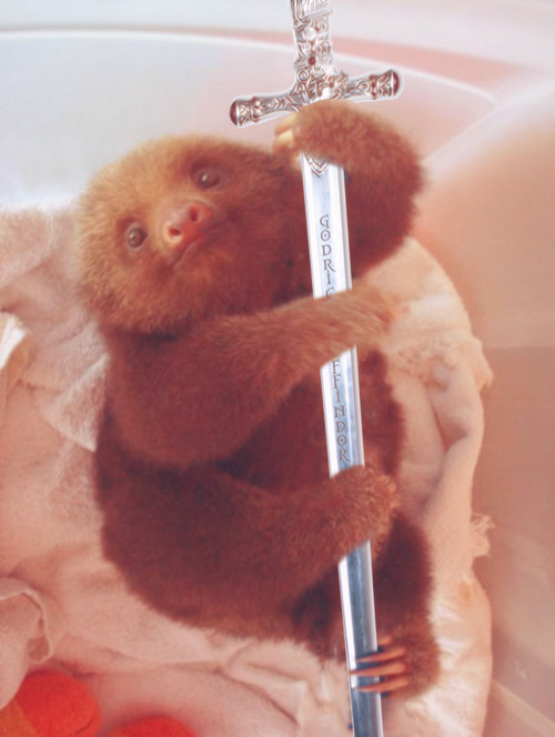 sloth3